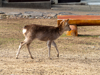 通り過ぎる奈良公園の子鹿