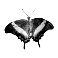 Foto auf Acrylglas Schmetterlinge im Grunge Halftone butterfly. Collage design element in trendy magazine style. Vector illustration with vintage grunge punk cutout shape.