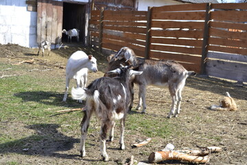 Obraz premium goat on a farm