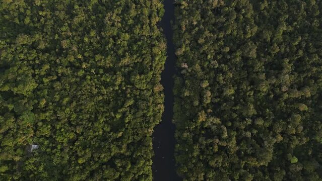 The Allpahuayo Mishana National Reserve preserves Amazonian forests surrounded by water from the Nanay River, commonly known as igapos also known as tahuampas in Iquitos