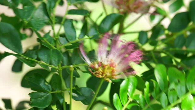 Monkey pod tree (Samanea saman, rain tree, giant thibet, inga saman, cow tamarind, East Indian walnut, soar, suar) flower natural background