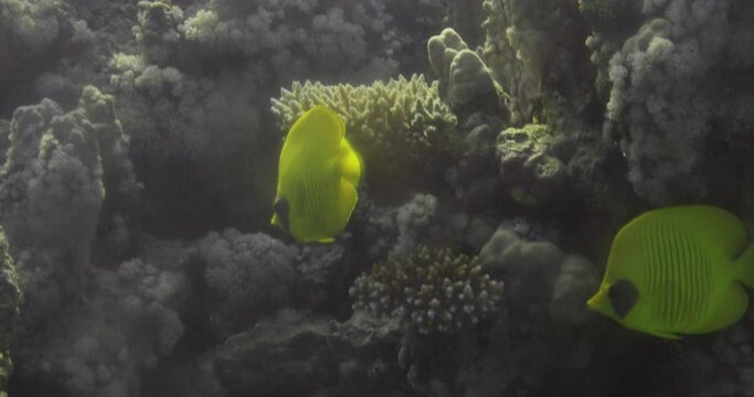 Bluecheek Butterflyfish or Yellow Butterfly Fish in The Coral Reef of The Red Sea of Egypt