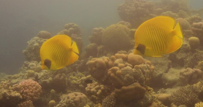 Bluecheek Butterflyfish or Yellow Butterfly Fish in The Coral Reef of The Red Sea of Egypt