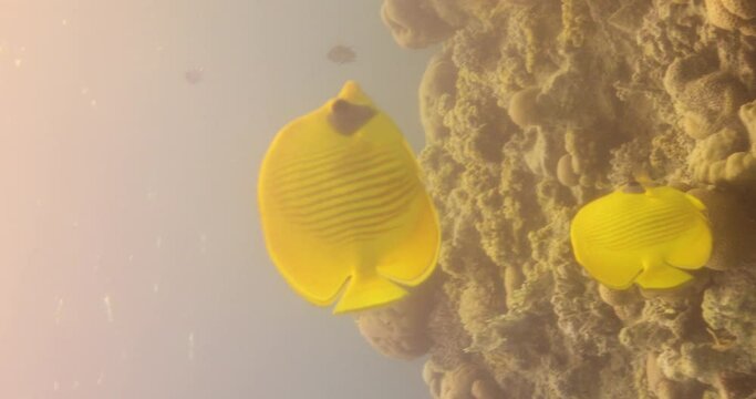Bluecheek Butterflyfish or Yellow Butterfly Fish in The Coral Reef of The Red Sea of Egypt