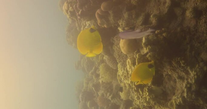 Bluecheek Butterflyfish or Yellow Butterfly Fish in The Coral Reef of The Red Sea of Egypt