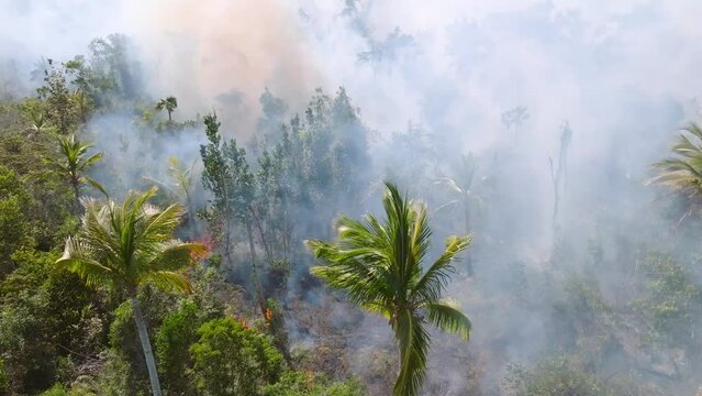 Smoking jungle fire, rainforest vanishing cause of global temperature rise 