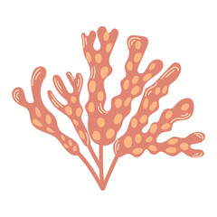 Illustration of sea Fucus or rockweed. Underwater seaweed with bladders on leaves. Modern hand drawn flat illustration on white background.