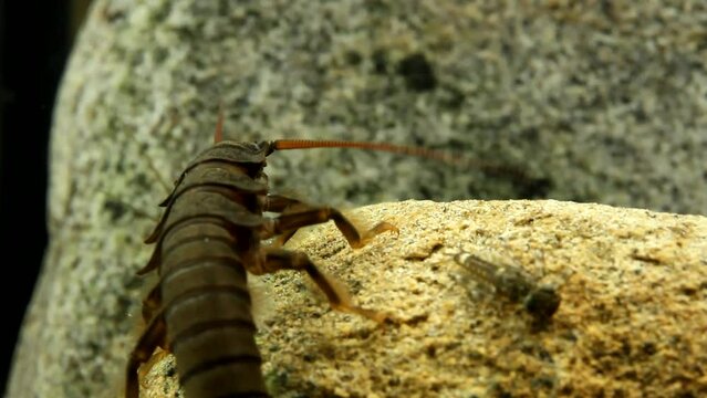 Stonefly nymph (Pteronarcys californica) crawling on a rock in a trout stream, moving away from camera