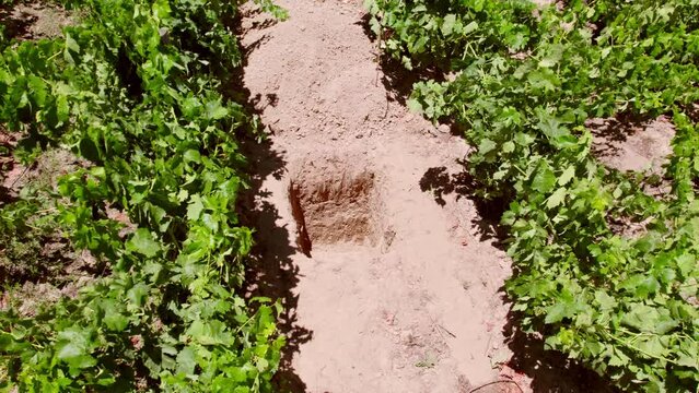 Tilt down aerial view of a calcareous calicata with a soil of difficult absorption in the Maule Valley, Chile.