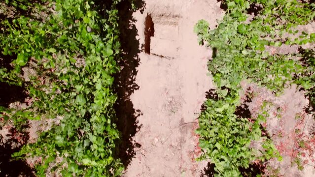 Aerial overhead dolly in view of a dirt road and a Calcareous calicata in the middle of vines in trellis formation, Maule Valley, Chile.