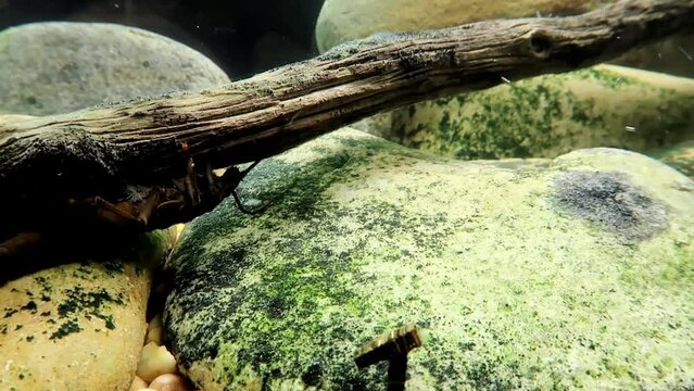 Stonefly nymph (Pteronarcys californica) crawling along a stick in a trout stream