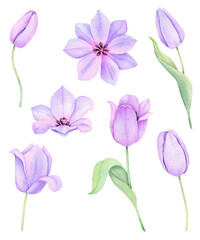 Watercolor purple tulip. Spring floral set isolated on white background. Hand drawn flowers illustration.