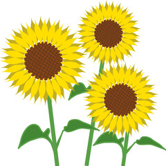 Obraz premium Vector yellow sunflower on white background. Cute hand drawn sunflower. Bouquet of flower. Sunflower. Hand-painted. Isolated background.
