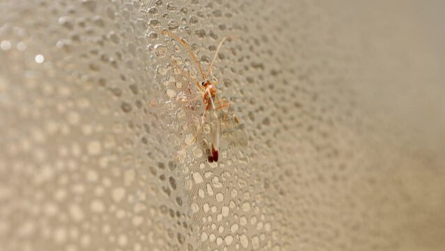 Diptera, Tipula paludosa isolated, moving, small field of focus, selective focus