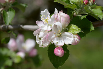 ケントの花　ニュートンのリンゴの花