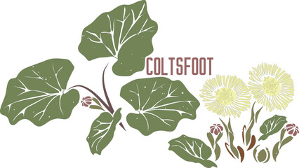 Colts foot in vector silhouette. Tussilago farfara medicinal herb image. Set of vector botanical illustration of Coltsfoot flowers in color for medicine. Coltsfoot plant in contour and color singly
