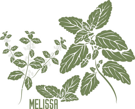 Lemon balm in vector silhouette. Melissae medicinal herb image. Set of vector botanical illustration of Melissa officinalis plant in color for medicine and cooking. Melissa in contour and color singly