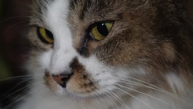 A close up shot of an Angora cat with white and brown fur