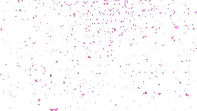 So many pink cherry blossom petals fluttering down animation