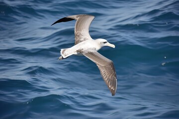 The albatross spreads its wings and flies over the water, generative AI.