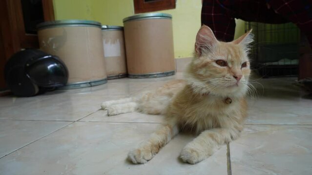 A cute male orange angora cat with his long hair wearing a red necklace