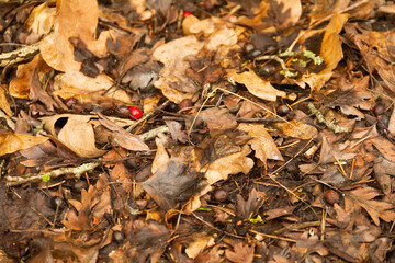 Autumn leaves and berries on the ground in the forest close-up