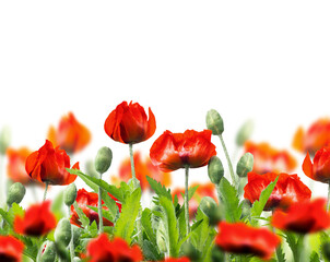 Isolated of red poppies floral border overlay, without background