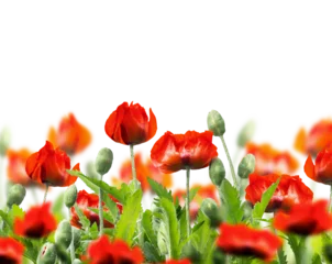 Foto auf Alu-Dibond Isolated of red poppies floral border overlay, without background © VICUSCHKA