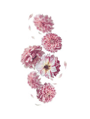 Isolated of falling pastel pink flowers and flying petals on  transparent background