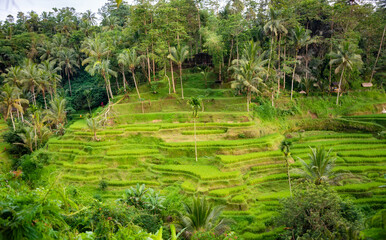 Lush rice fields plantation on Bali island, Indonesia