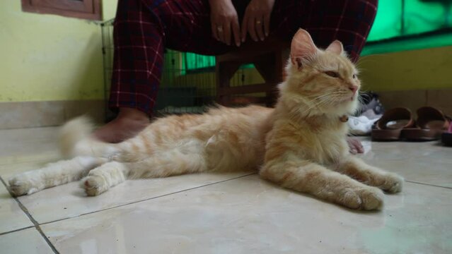 A cute male orange angora cat with his long hair wearing a red necklace
