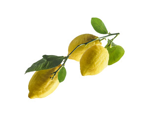 Isolated of lemon branch with lemon fruits and green leaves