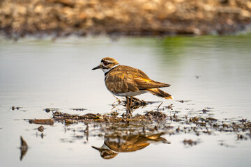 A killdeer(Charadrius vociferus) stands in shallow water.