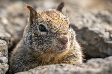 Naklejka na ściany i meble California Ground Squirrel (Spermophilus beecheyi) looks out of its burrow. 