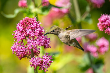Hummingbird drinks nectar from 
Red Valerian (Centranthus Ruber) flower. 