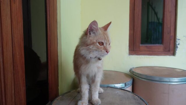 A cute male orange angora cat with his long hair wearing a red necklace