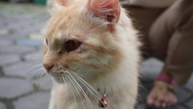 A cute male orange angora cat with his long hair wearing a red necklace