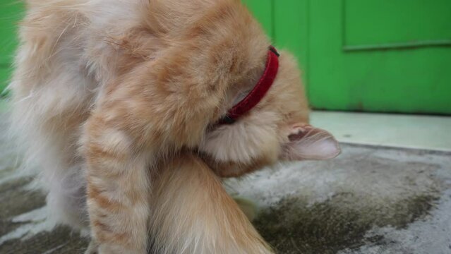 A cute male orange angora cat with his long hair wearing a red necklace