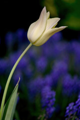 Fototapeta premium White tulip shot in open aperture macro. Great photo for the spring season.