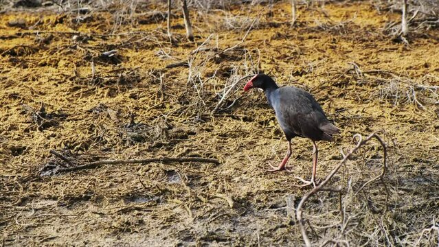 A Swamphen, also known as Pukeko, is walking around a geothermal landscape in New Zealand