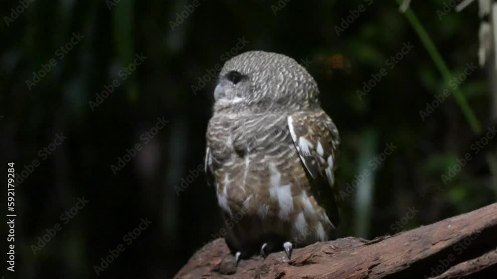 Poster closeup of spotted owlet sitting on the tree branch in the zoo.