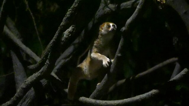 Closeup Of A Sunda Slow Loris On Tree Branches In Singapore.