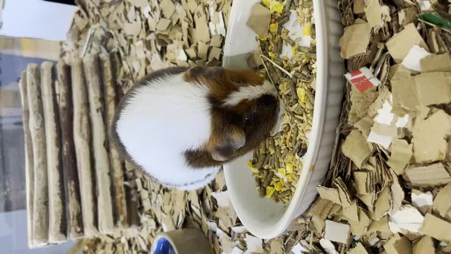 Vertical Of A Guinea Pig Eating Food Pellets. closeup
