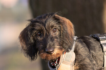 cute wire haired dachshund face