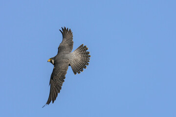 Peregrine Falcon  