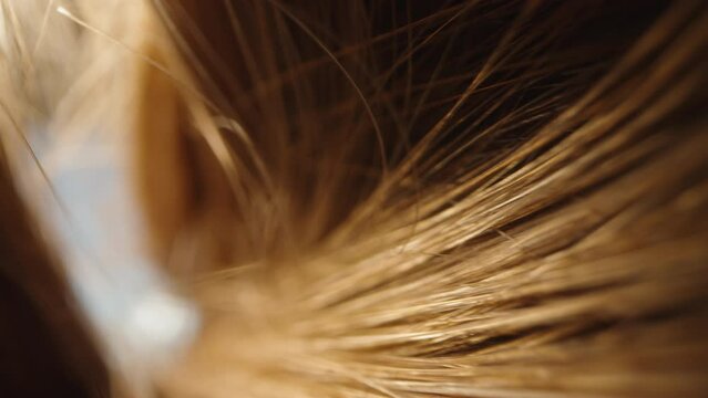 A camera inside a woman's long hair. Chestnut color. Macro