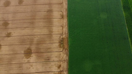 Agricultural fields. Yellow and green agricultural fields with ripe wheat and other different agricultural crops. Aerial drone view. Harvesting agrarian land. Growing cultivation agricultural crops.