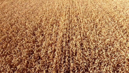 Fototapeta premium Wheat field. Field ears spikes of ripe wheat. Golden ripened wheat grains. Wheat grain harvest. Agricultural agrarian field. Harvesting land. Growing cultivation agricultural crops. Aerial drone view