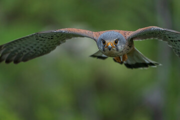 Common kestrel in flight