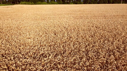 Wheat field. Field ears spikes of ripe wheat. Golden ripened wheat grains. Wheat grain harvest. Agricultural agrarian field. Harvesting land. Growing cultivation agricultural crops. Aerial drone view
